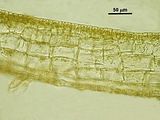 Cutleria chilosa7